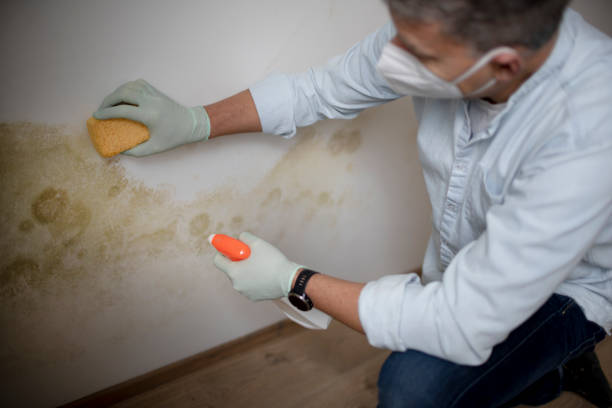 Best DIY Mold Remediation Support Services in Goodland, KS