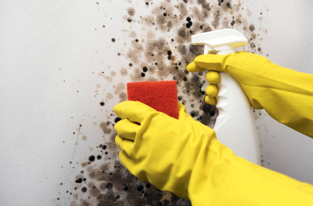Best Insurance-Related Mold Remediation in Goodland, KS
