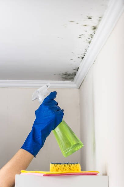 Best Localized Mold Remediation (e.g., coastal areas, humid climates) in Goodland, KS
